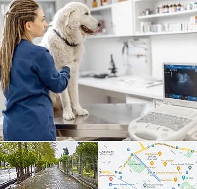 سونوگرافی سگ در خیابان ارم شیراز