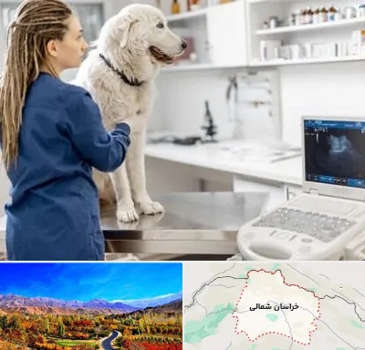سونوگرافی سگ در خراسان شمالی