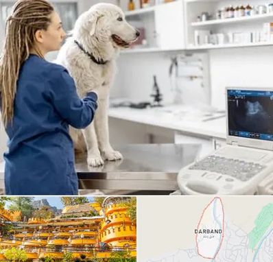 سونوگرافی سگ در دربند