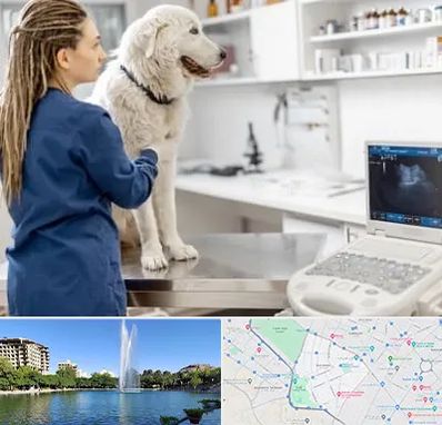 سونوگرافی سگ در کوهسنگی مشهد