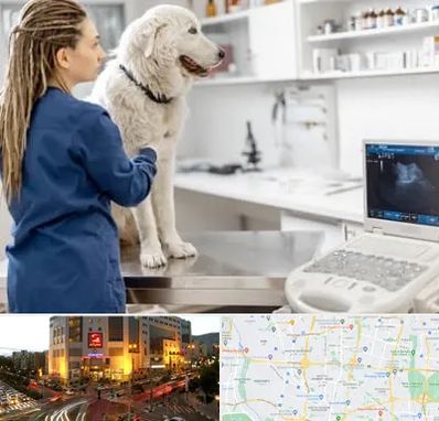 سونوگرافی سگ در جنت آباد تهران 