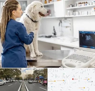 سونوگرافی سگ در دولت