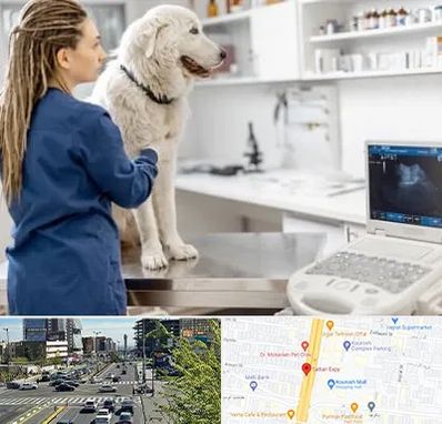 سونوگرافی سگ در ستاری 