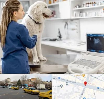 سونوگرافی سگ در شهناز تبریز