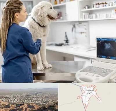 سونوگرافی سگ در اسفراین