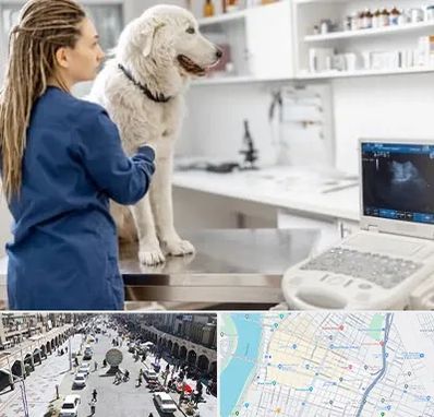 سونوگرافی سگ در نادری اهواز