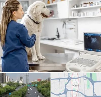 سونوگرافی سگ در توانیر