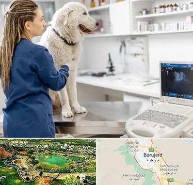 سونوگرافی سگ در بروجرد