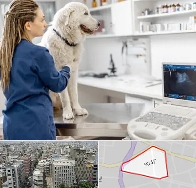 سونوگرافی سگ در آذری