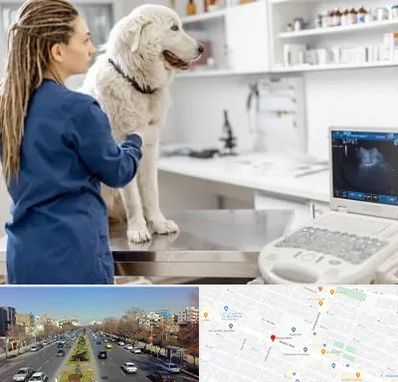 سونوگرافی سگ در بلوار معلم مشهد