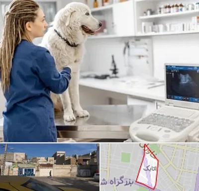 سونوگرافی سگ در اتابک