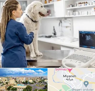 سونوگرافی سگ در میانه