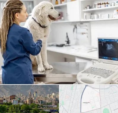 سونوگرافی سگ در جمشیدیه