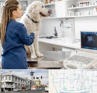 سونوگرافی سگ در 17شهریور