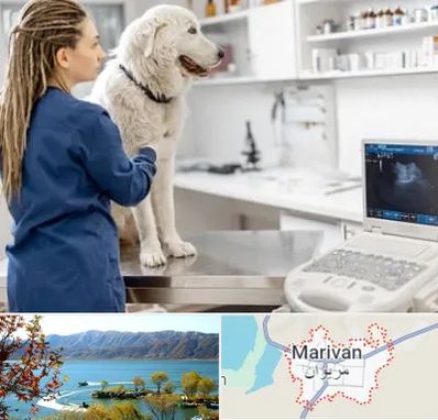 سونوگرافی سگ در مریوان