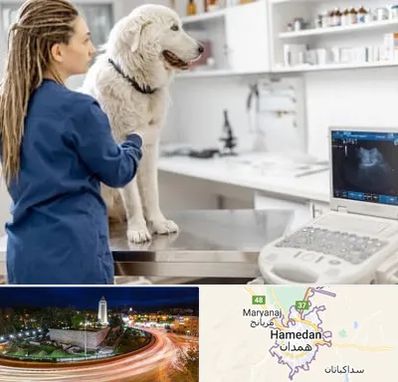 سونوگرافی سگ در همدان