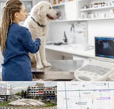 سونوگرافی سگ در مرکز تهران