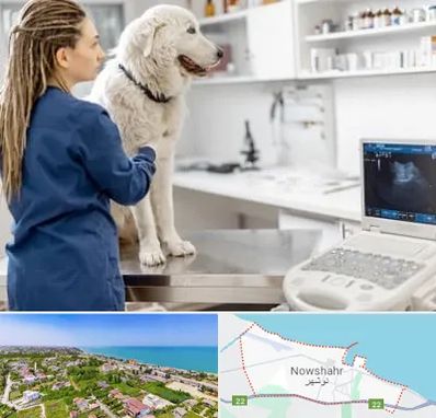 سونوگرافی سگ در نوشهر