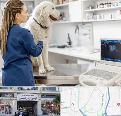 سونوگرافی سگ در ایران زمین