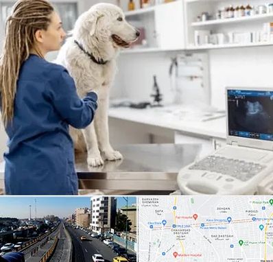 سونوگرافی سگ در پیروزی 