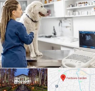 سونوگرافی سگ در باغ فردوس