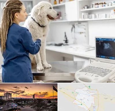 سونوگرافی سگ در قوچان