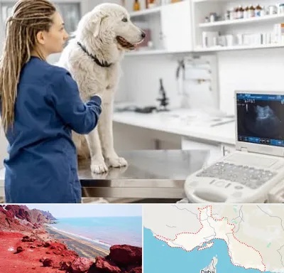 سونوگرافی سگ در هرمزگان