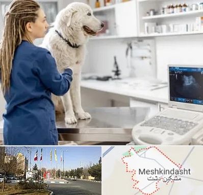 سونوگرافی سگ در مشکین دشت
