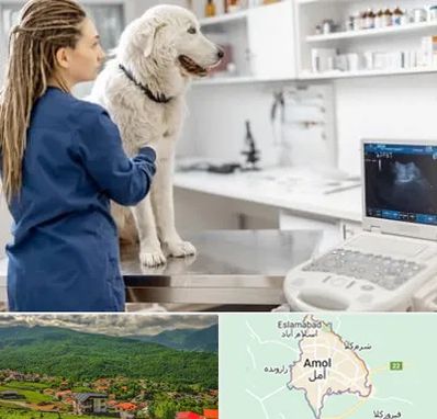سونوگرافی سگ در آمل