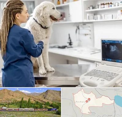 سونوگرافی سگ در خاش