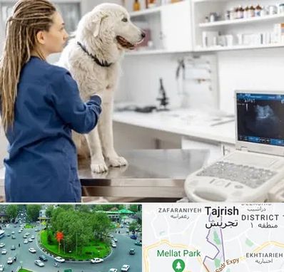 سونوگرافی سگ در تجریش 