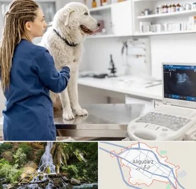 سونوگرافی سگ در الیگودرز