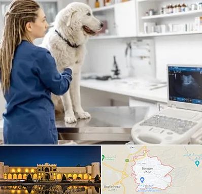 سونوگرافی سگ در برازجان