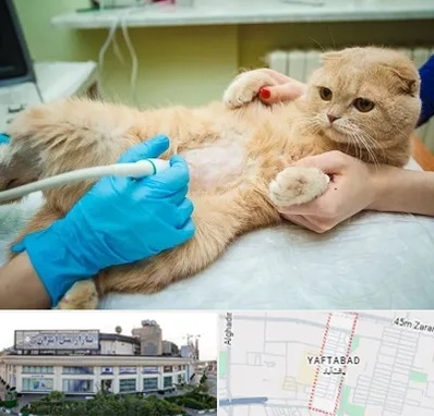 سونوگرافی گربه در یافت آباد