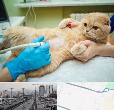 سونوگرافی گربه در بلوار ارتش