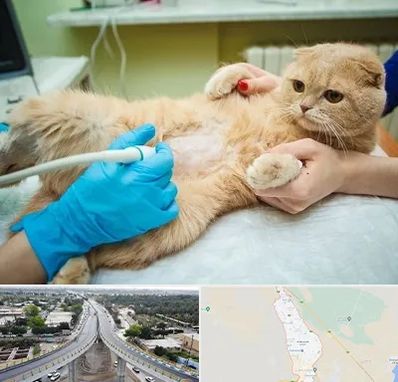 سونوگرافی گربه در اندیمشک