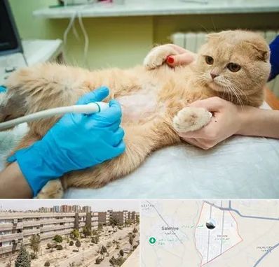 سونوگرافی گربه در واوان اسلامشهر
