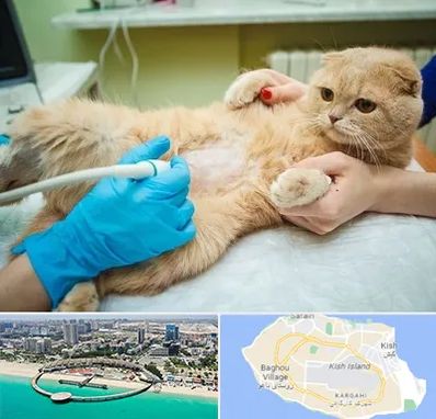 سونوگرافی گربه در کیش