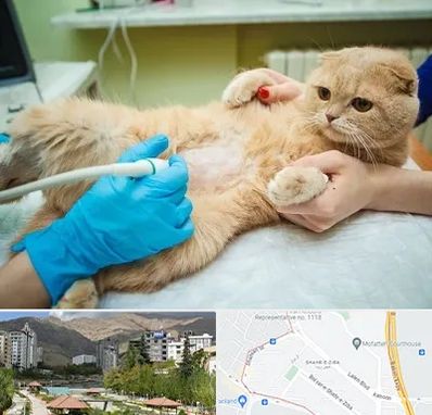 سونوگرافی گربه در شهر زیبا 