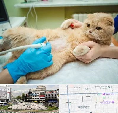 سونوگرافی گربه در مرکز تهران