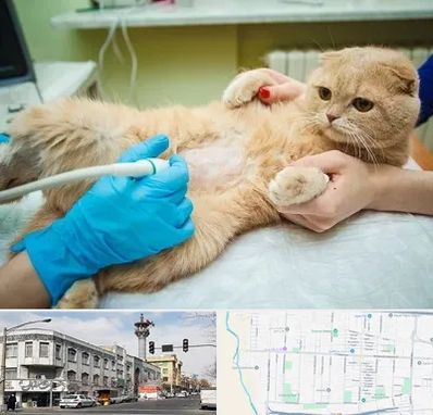 سونوگرافی گربه در 17شهریور