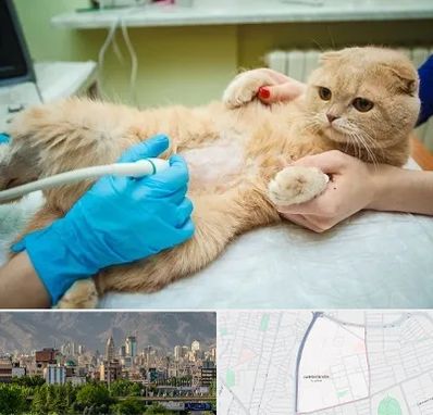 سونوگرافی گربه در جمشیدیه