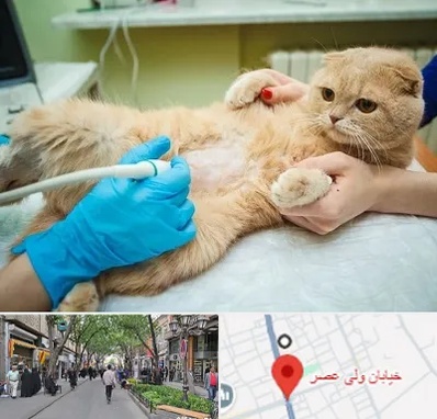 سونوگرافی گربه در ولیعصر شهریار