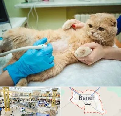 سونوگرافی گربه در بانه