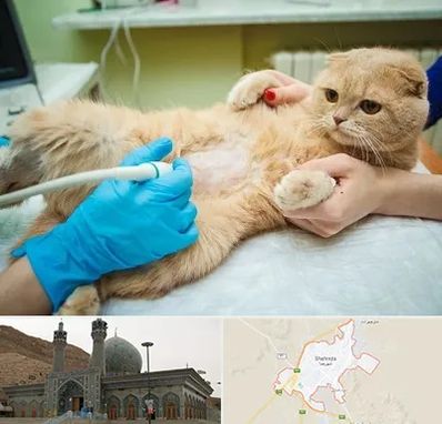 سونوگرافی گربه در شهرضا