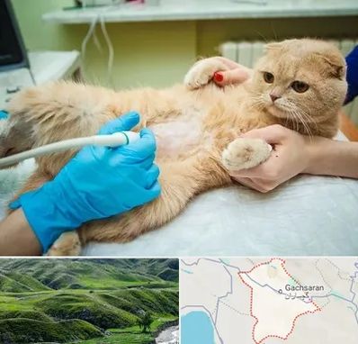 سونوگرافی گربه در گچساران