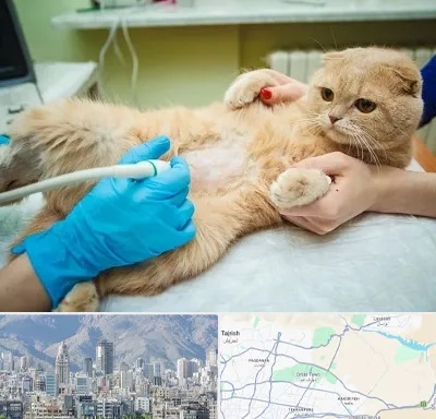 سونوگرافی گربه در شمال شرق تهران