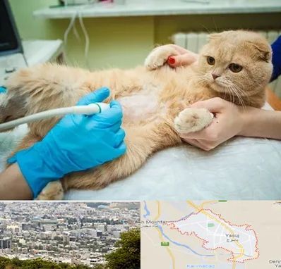 سونوگرافی گربه در یاسوج