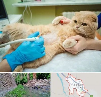 سونوگرافی گربه در سراوان