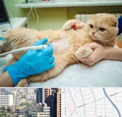 سونوگرافی گربه در خیابان بهشتی